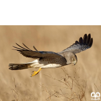 گروه سنقرها Harriers